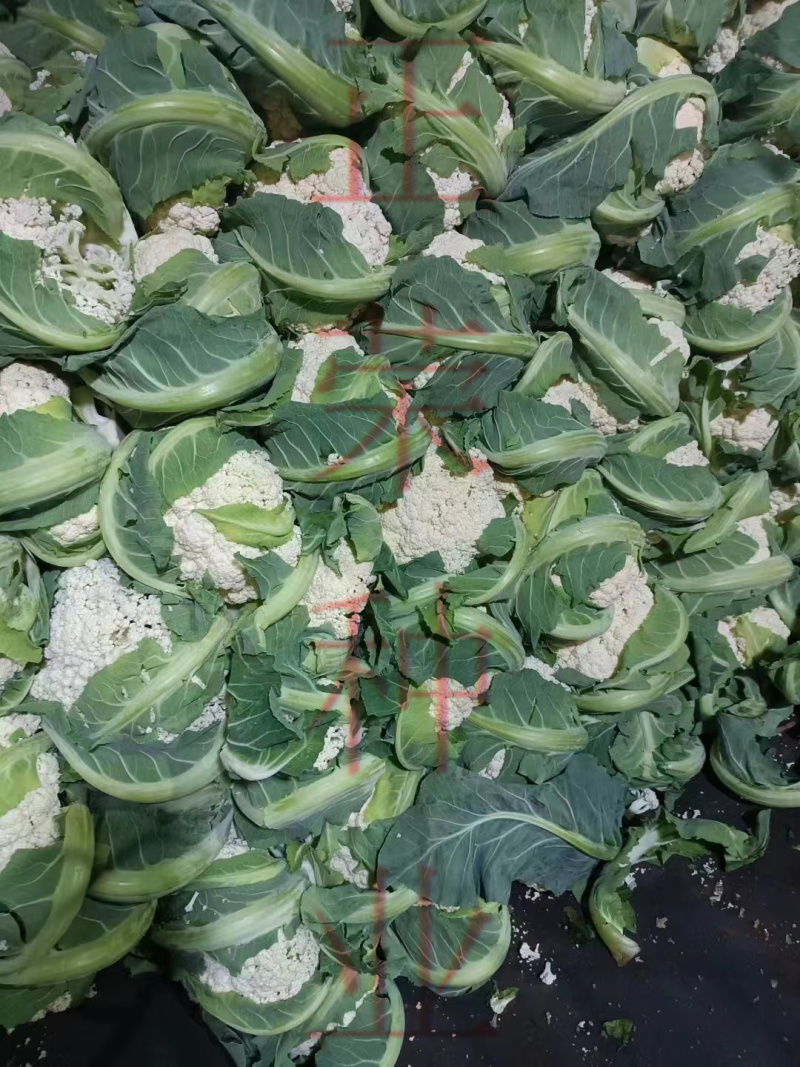 菜花苗青梗有机花菜苗花椰菜苗松花菜苗基地直发
