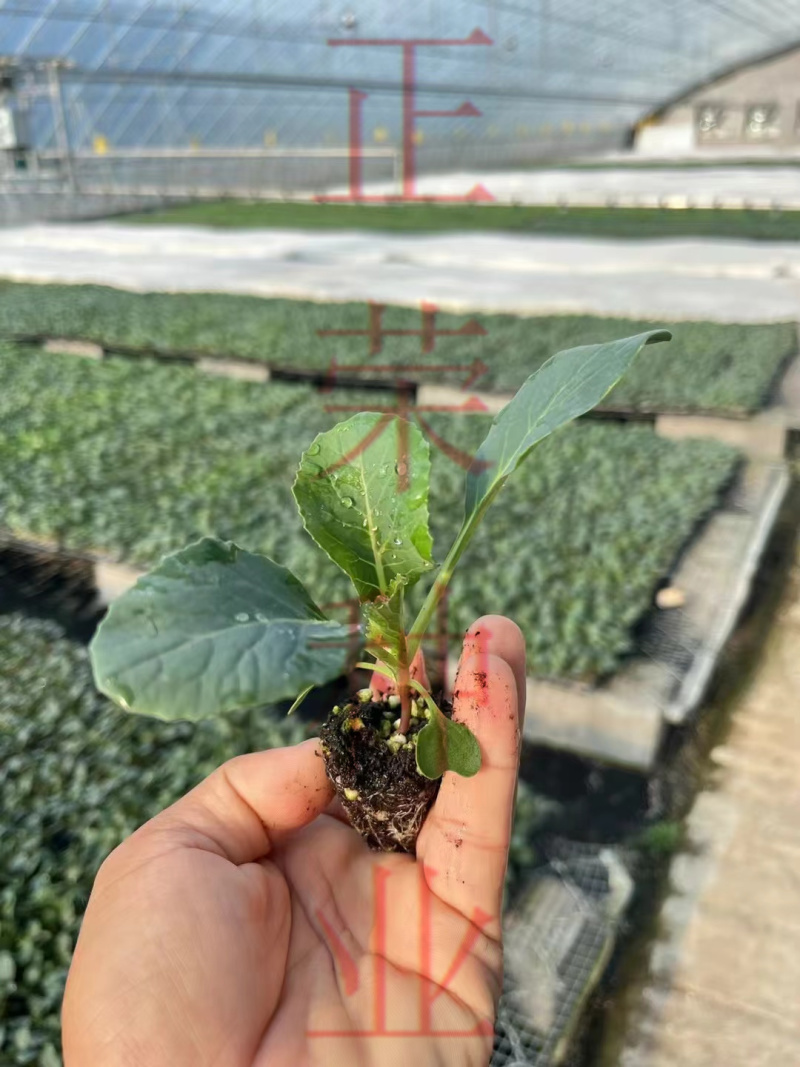 菜花苗青梗有机花菜苗花椰菜苗松花菜苗基地直发