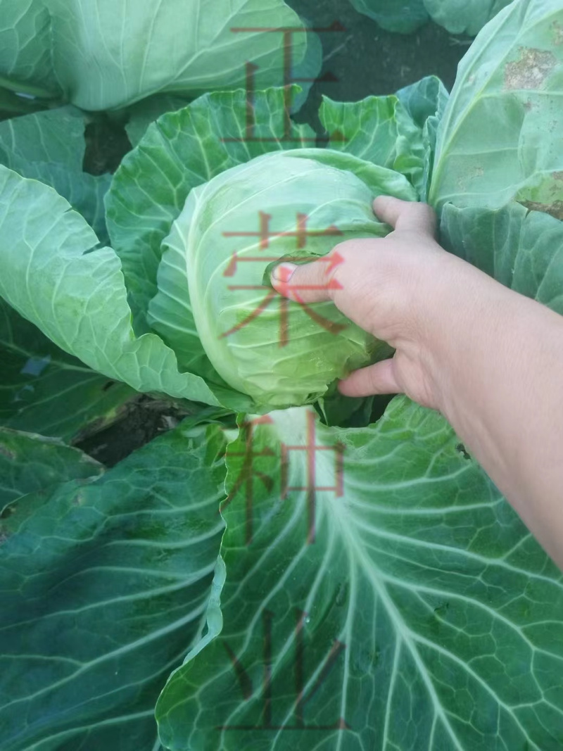 正宗原包装泽鸿韩绿甘蓝苗松软型种植可直接咨询客服
