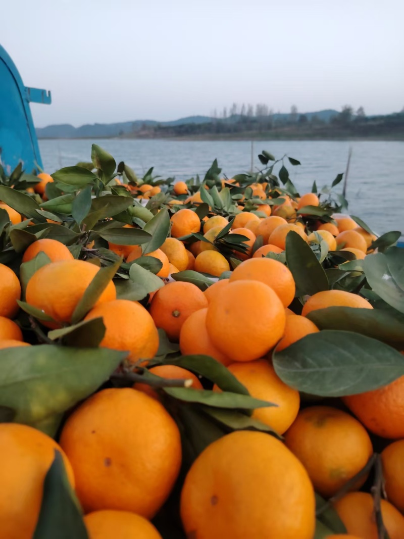 湖北丹江口优质高山小叶蜜桔产地一手货源质量有保量大从优