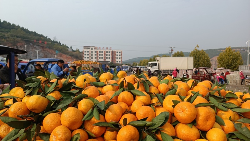湖北丹江口优质高山小叶蜜桔产地一手货源质量有保量大从优