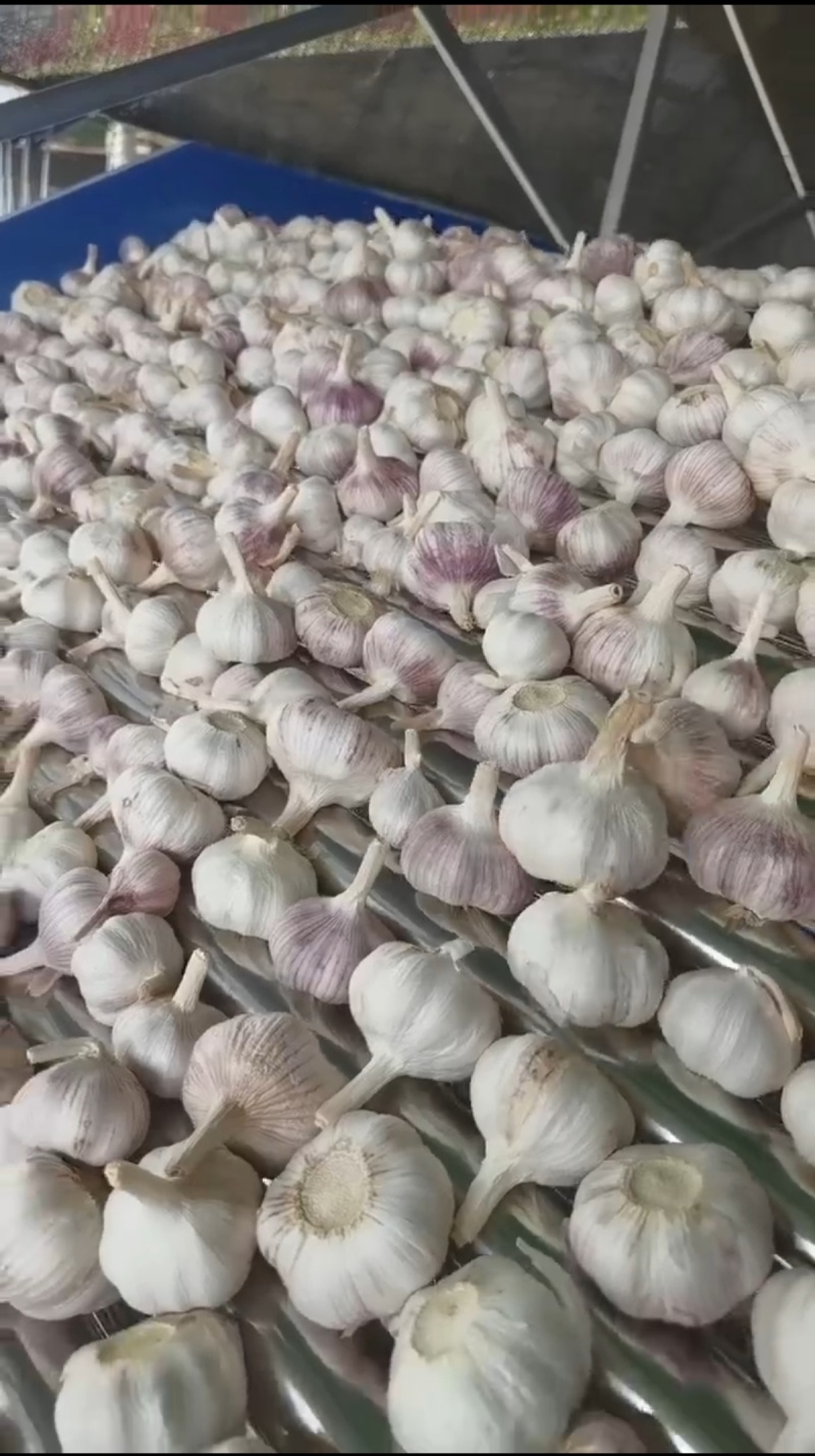 精选大蒜直发量大价优对接市场超市批发品质保障欢迎联系