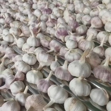 精选大蒜直发量大价优对接市场超市批发品质保障欢迎联系