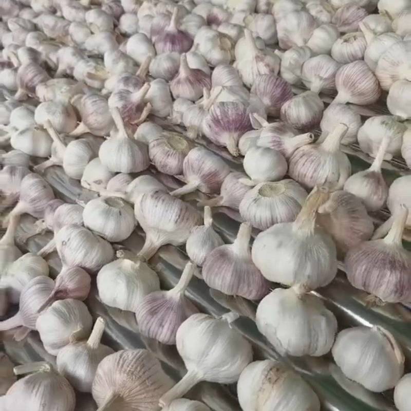 精选大蒜直发量大价优对接市场超市批发品质保障欢迎联系