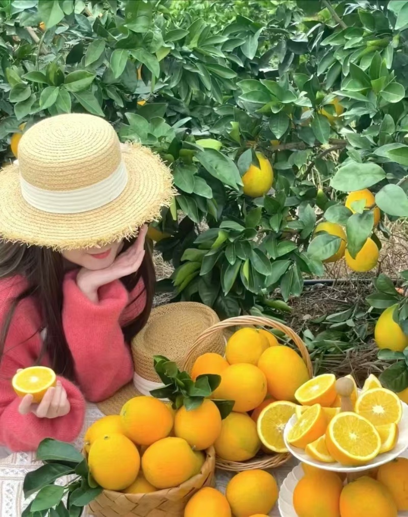 江西赣南脐橙