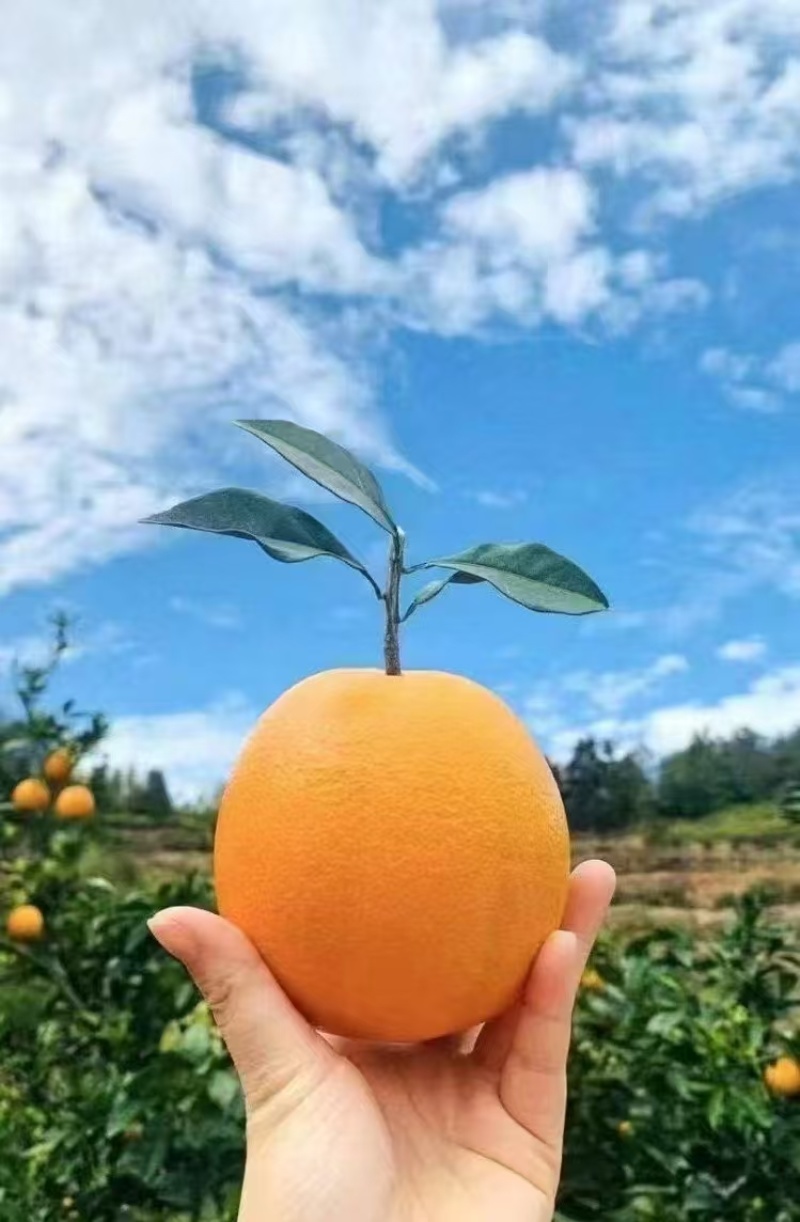 江西赣南脐橙