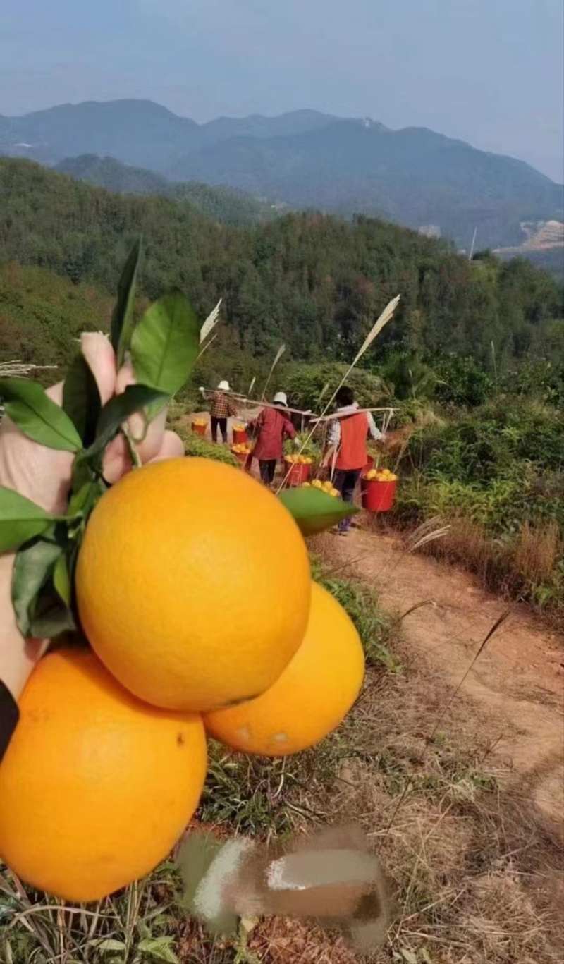 江西赣南脐橙