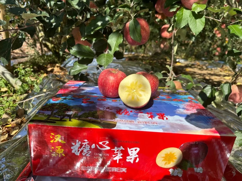 四川汉源冰糖心苹果产地直供，供超市电商批发市场