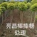 亮晶棒棒糖