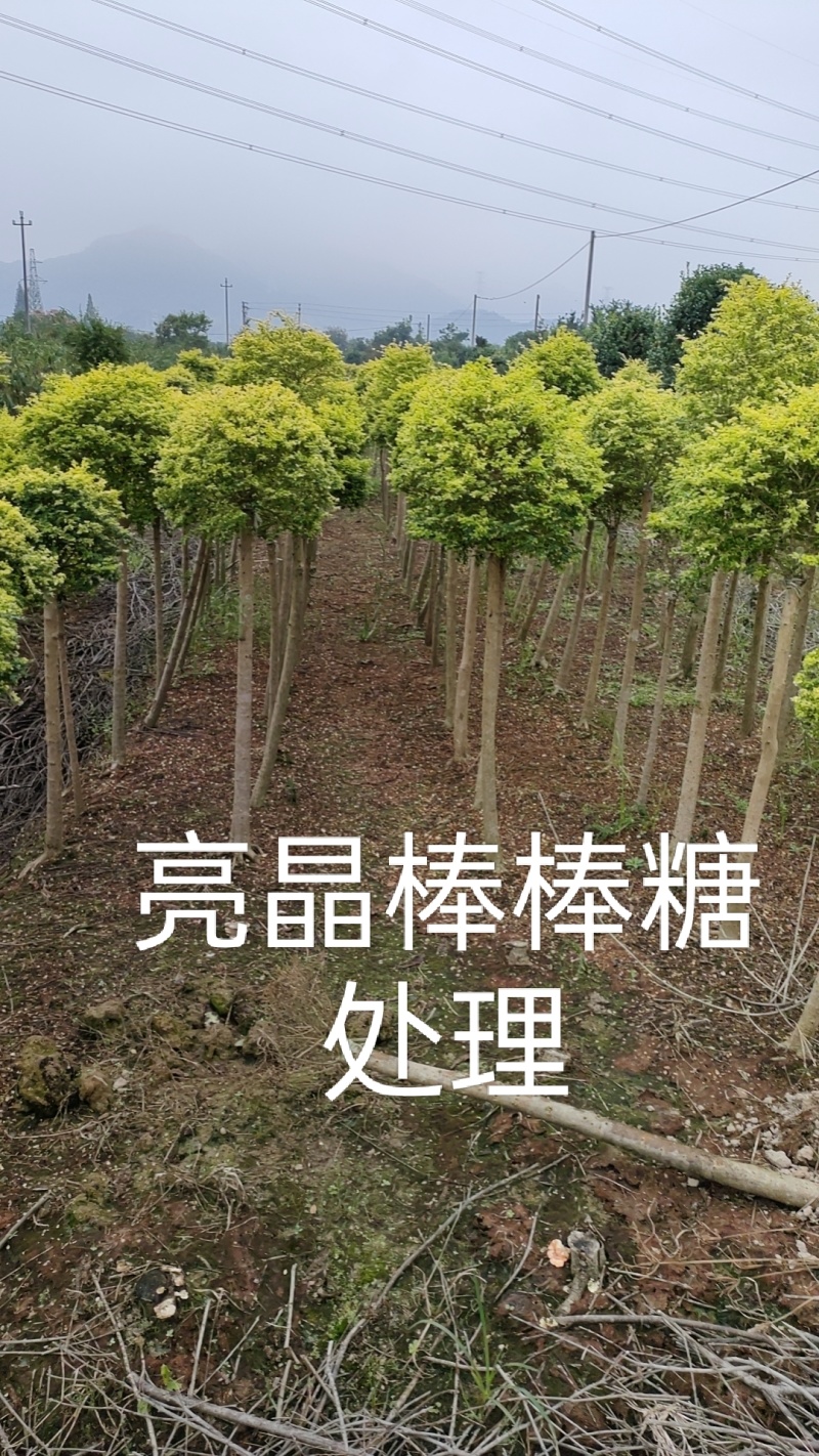 亮晶棒棒糖