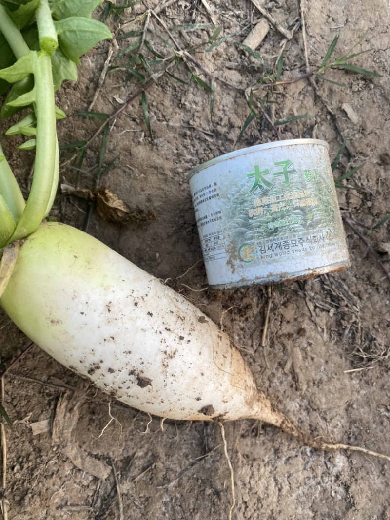 太子韩国泡菜萝卜专用泡菜萝卜货量大可持续供应。