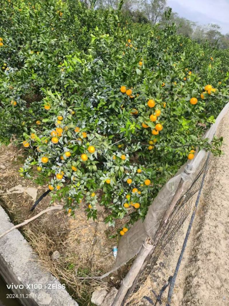 沃柑大量上市，产地直发，一手货源，可地头直发，可打蜡