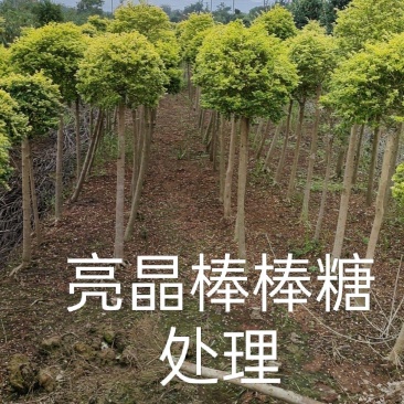 亮晶棒棒糖