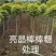 亮晶棒棒糖