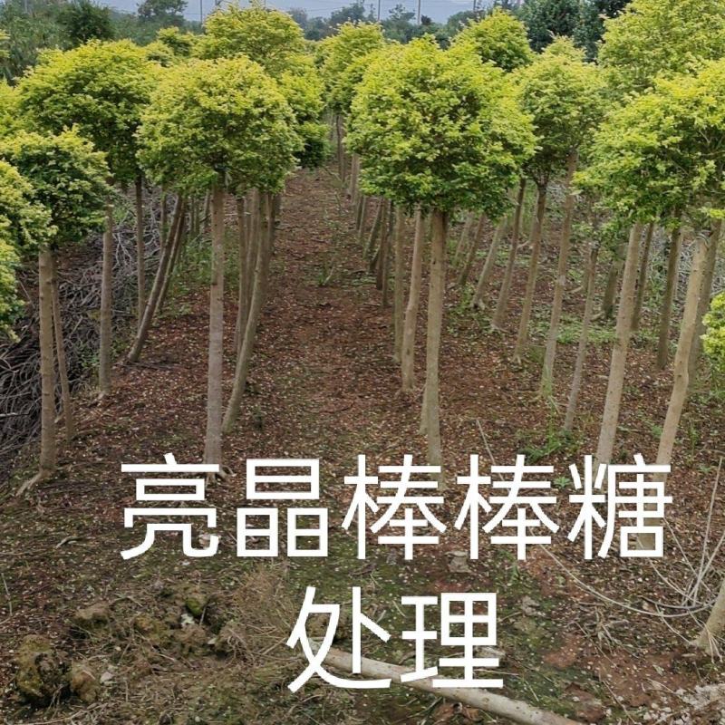 亮晶棒棒糖