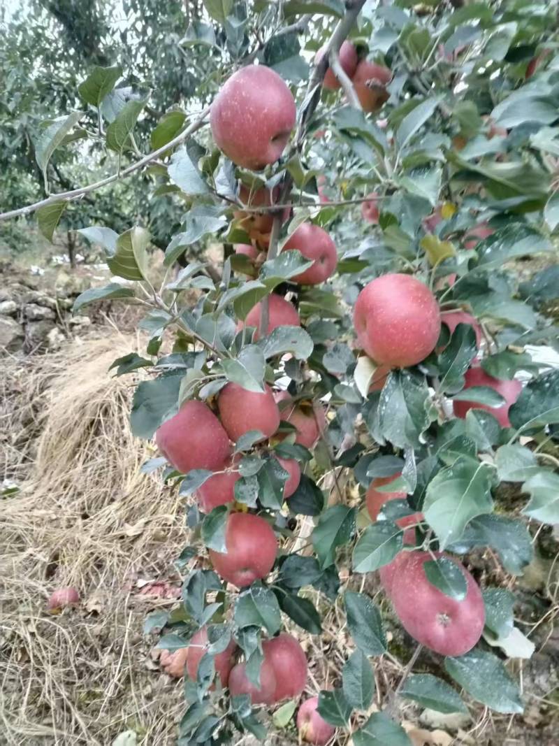 汉源红富士苹果，汉源冰糖心苹果规格齐全/对接批发市场