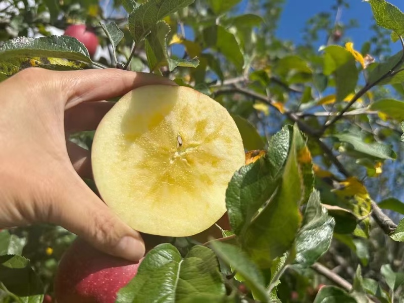 汉源红富士苹果，汉源冰糖心苹果规格齐全/对接批发市场