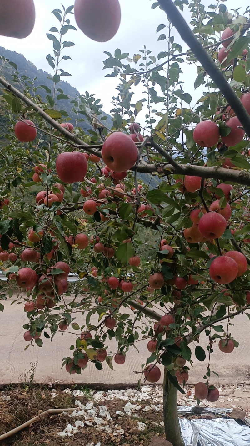 汉源红富士苹果，汉源冰糖心苹果规格齐全/对接批发市场