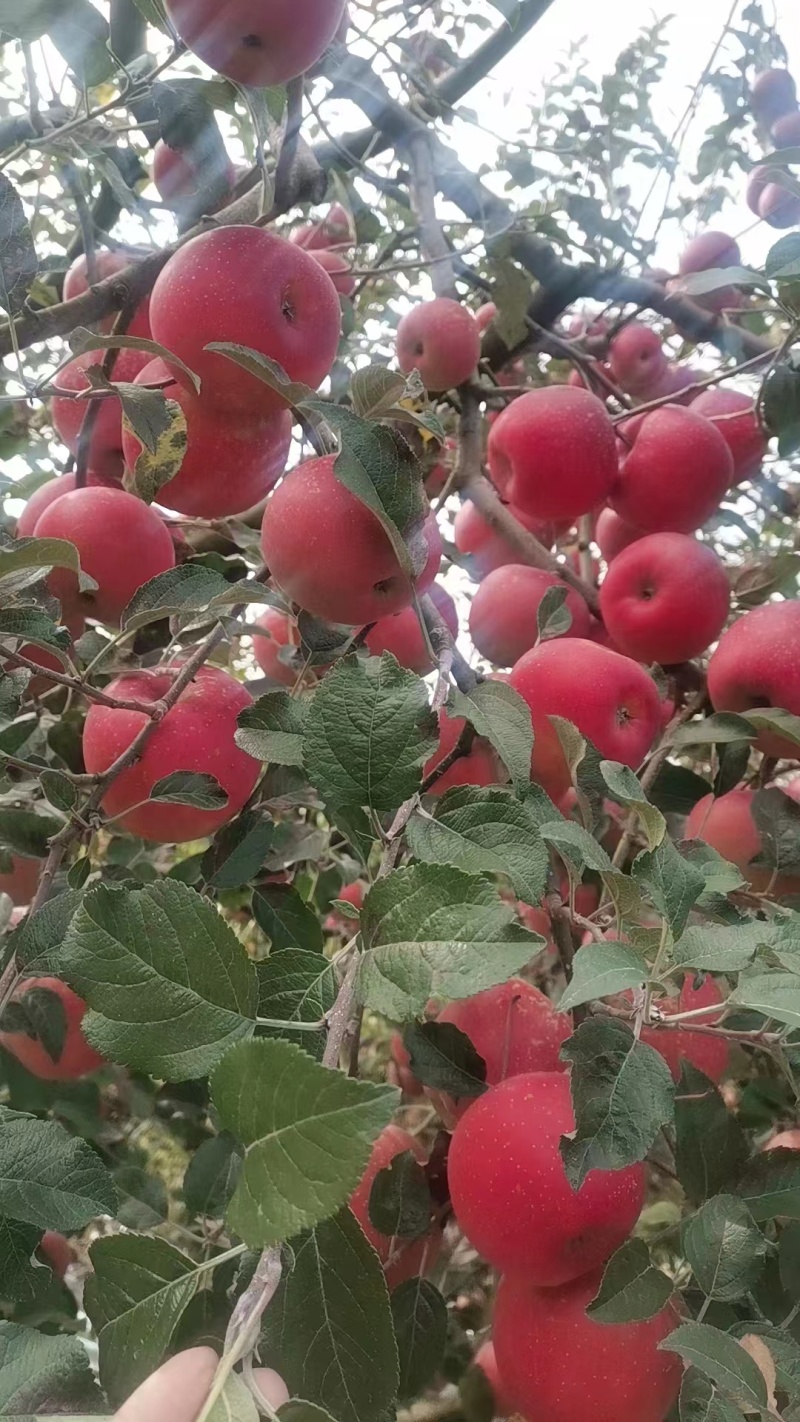 汉源红富士苹果，汉源冰糖心苹果规格齐全/对接批发市场