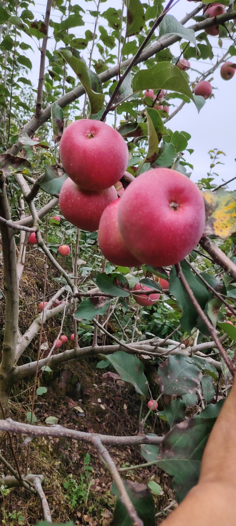 汉源红富士苹果，汉源冰糖心苹果规格齐全/对接批发市场