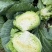包菜大量上市1400亩自产自消价格优惠