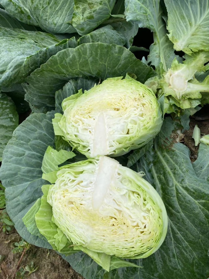包菜大量上市1400亩自产自消价格优惠