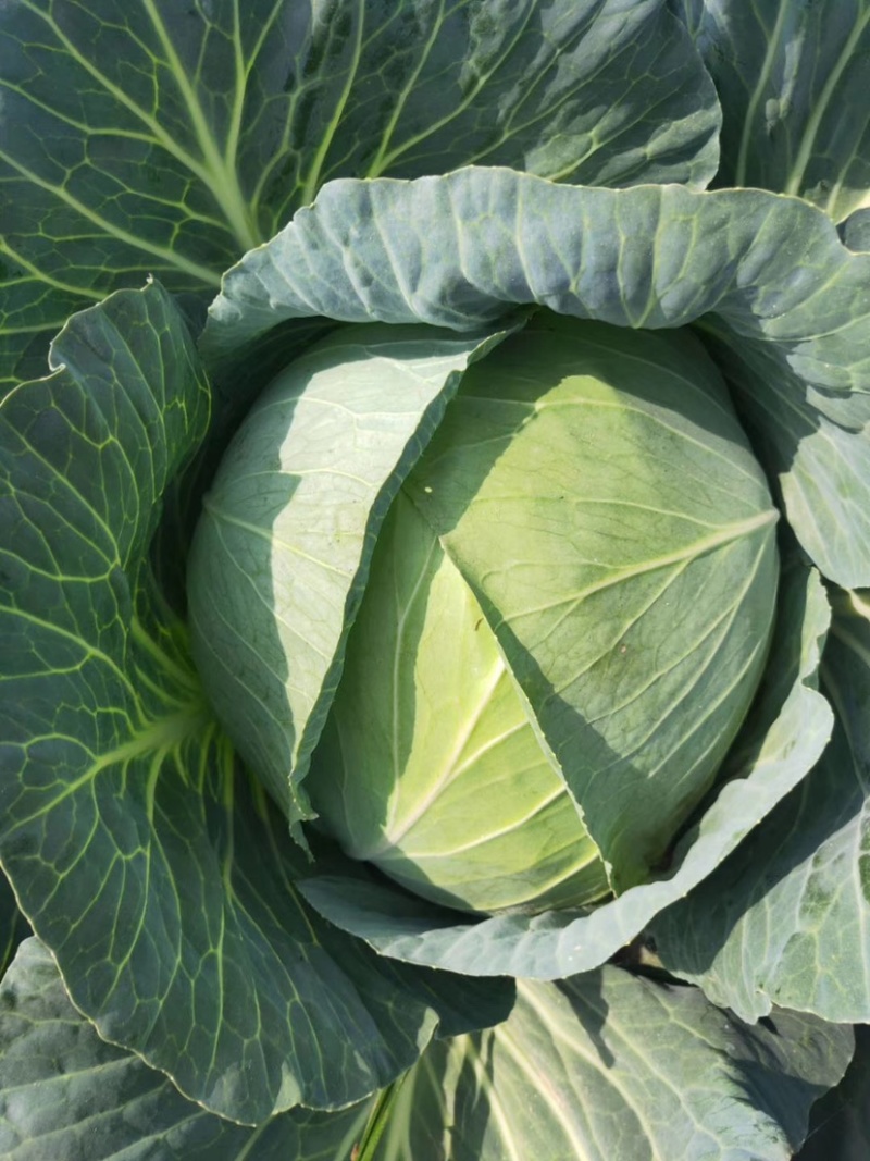 包菜大量上市1400亩自产自消价格优惠