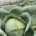包菜大量上市1400亩自产自消价格优惠