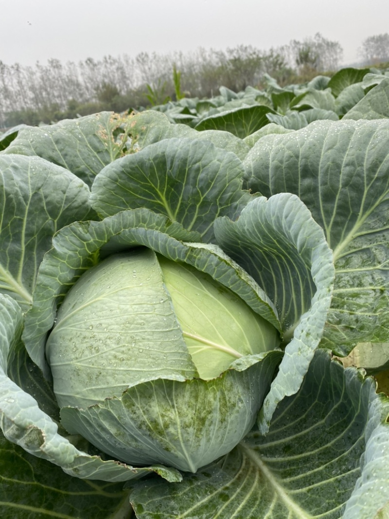 包菜大量上市1400亩自产自消价格优惠