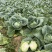 包菜大量上市1400亩自产自消价格优惠