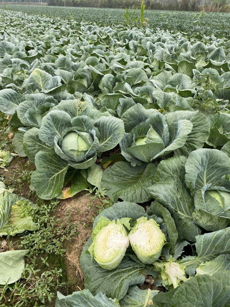 包菜大量上市1400亩自产自消价格优惠