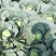 包菜大量上市1400亩自产自消价格优惠