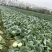 包菜大量上市1400亩自产自消价格优惠
