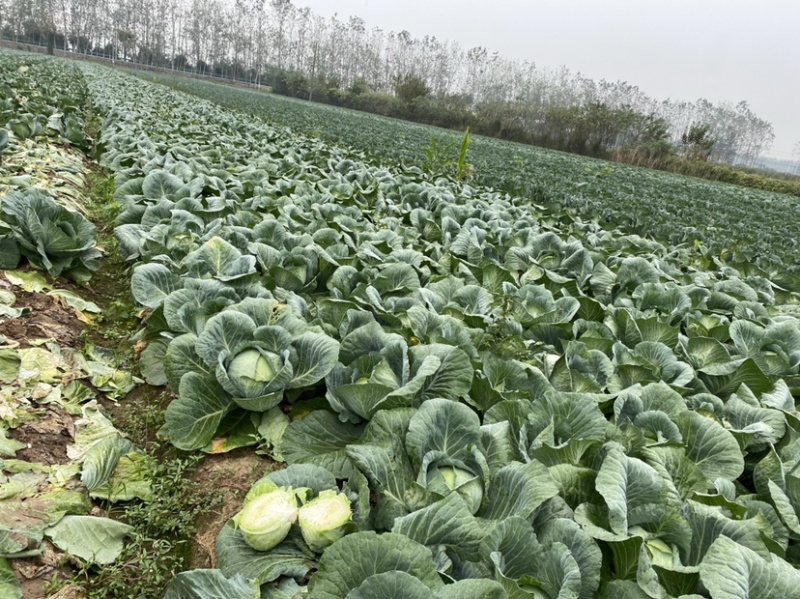 包菜大量上市1400亩自产自消价格优惠