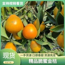 精品脆蜜金桔一手货源量大从优质量保证欢迎咨询