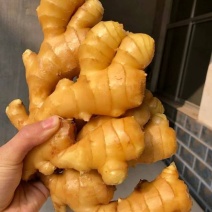 河北【精选大黄姜】产地一手货源【保质保量坏烂包赔】