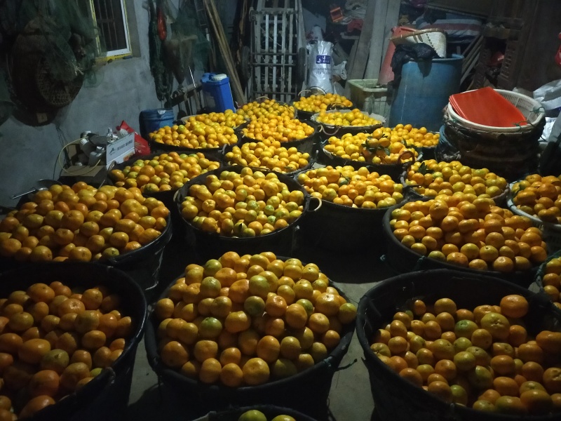 中熟少量上市，需要的老板联系我