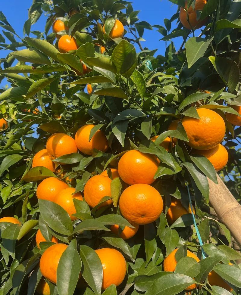 重庆万州沃柑基地。有籽沃柑，无籽沃柑大量有货