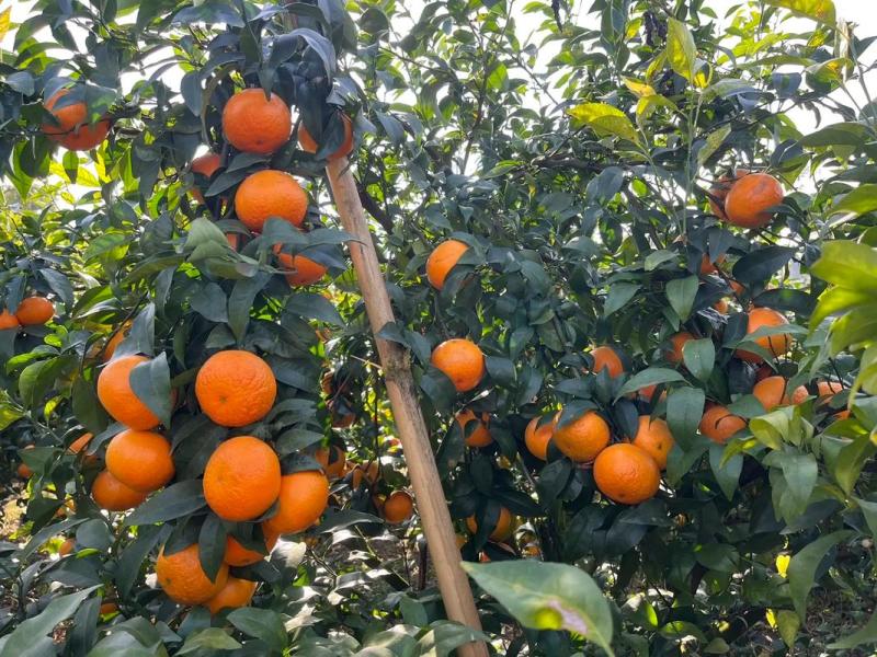 重庆万州沃柑基地。有籽沃柑，无籽沃柑大量有货