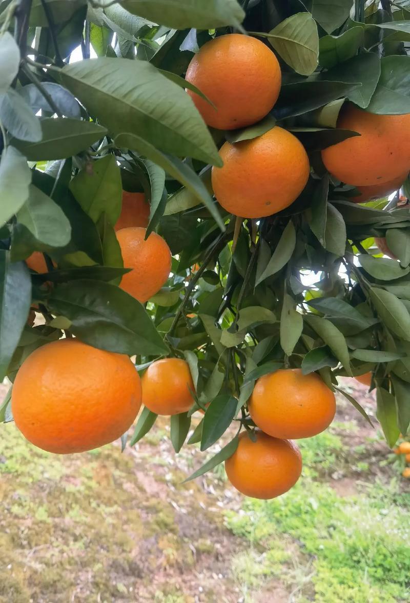 重庆万州沃柑基地。有籽沃柑，无籽沃柑大量有货