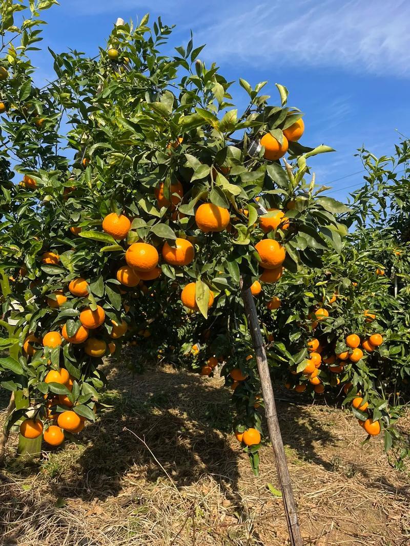 重庆万州沃柑基地。有籽沃柑，无籽沃柑大量有货