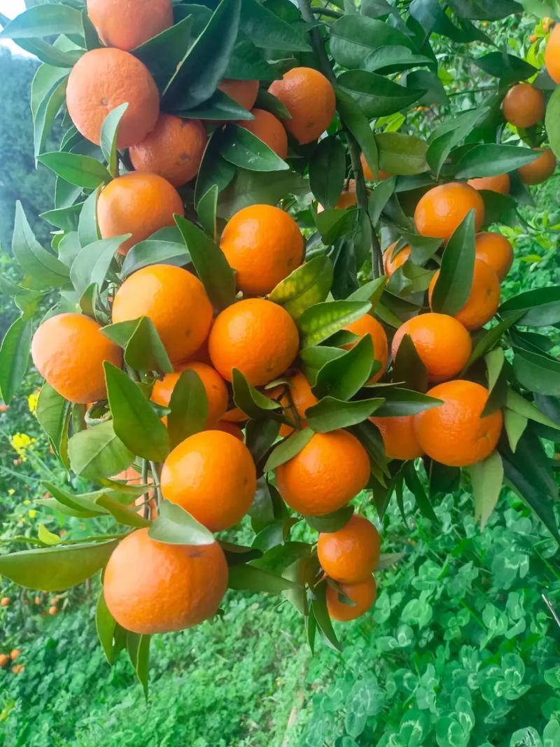 重庆万州沃柑基地。有籽沃柑，无籽沃柑大量有货