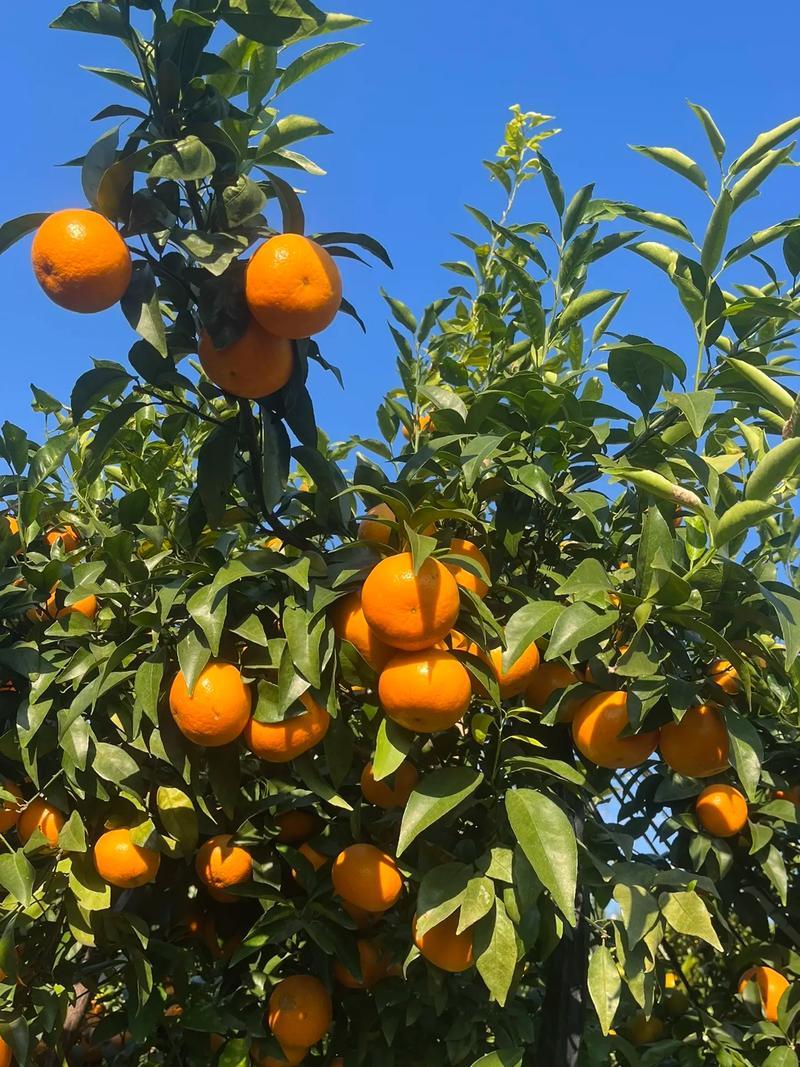 重庆万州沃柑基地。有籽沃柑，无籽沃柑大量有货