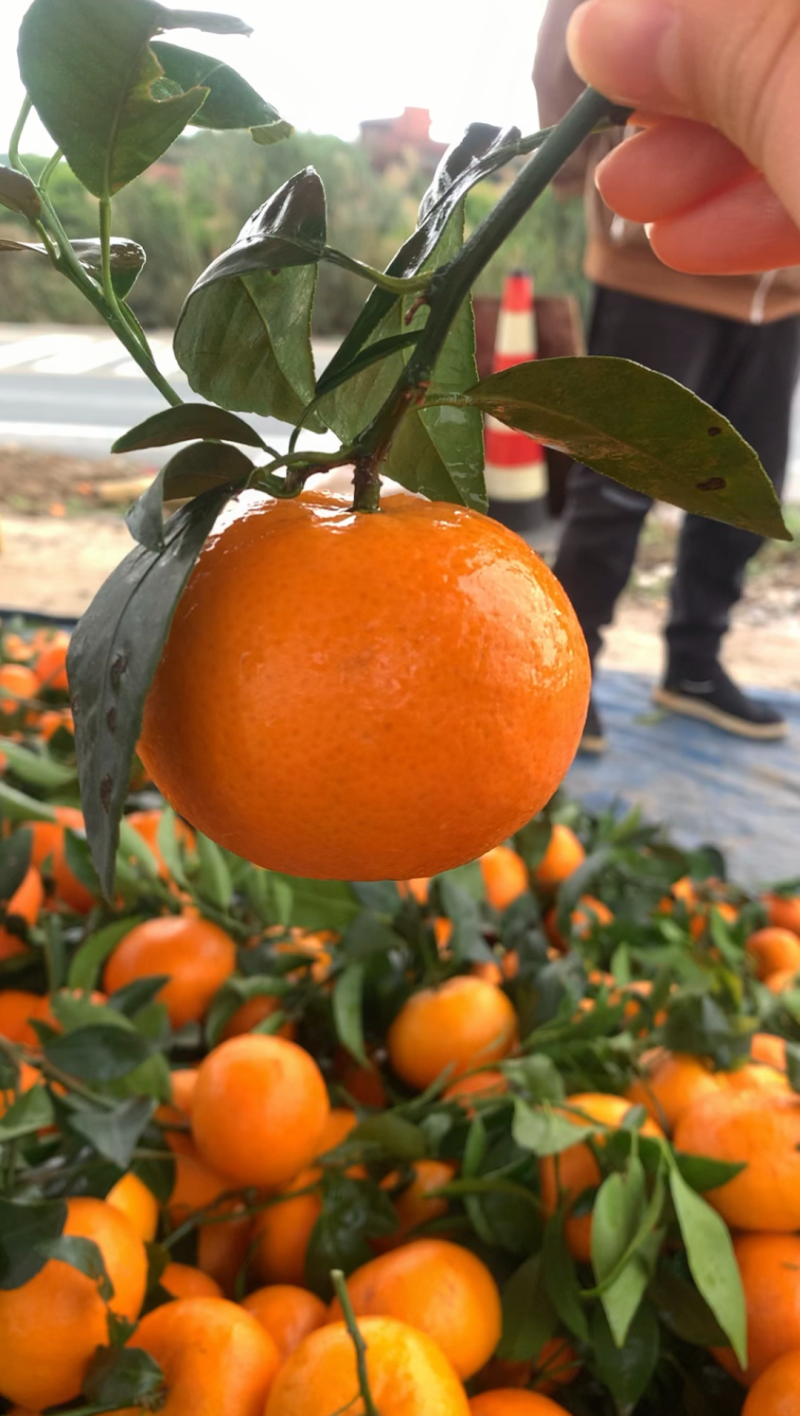 重庆万州沃柑基地。有籽沃柑，无籽沃柑大量有货