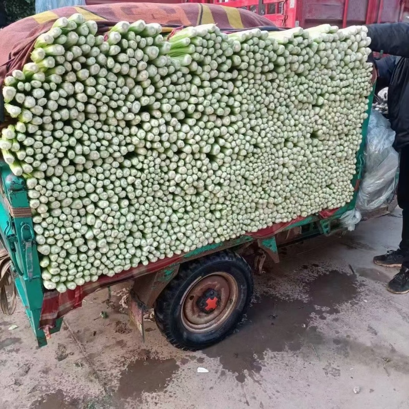 芹菜大量有货，走市场，电商，加工厂。