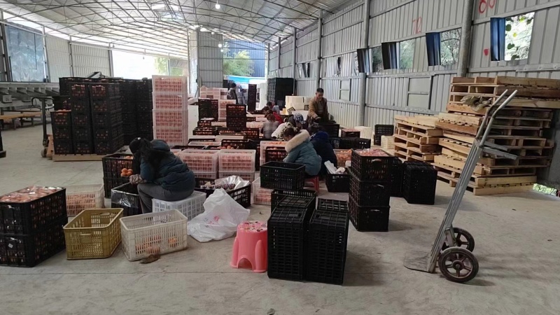 湖南橙子纽荷尔脐橙货源充足产地一手货源欢迎联系