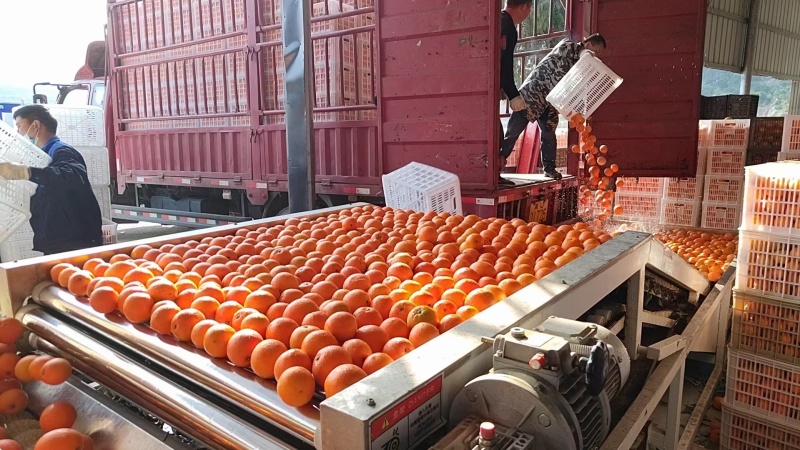 湖南橙子纽荷尔脐橙货源充足产地一手货源欢迎联系