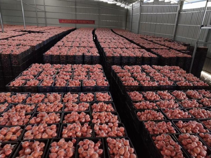 湖南橙子纽荷尔脐橙货源充足产地一手货源欢迎联系