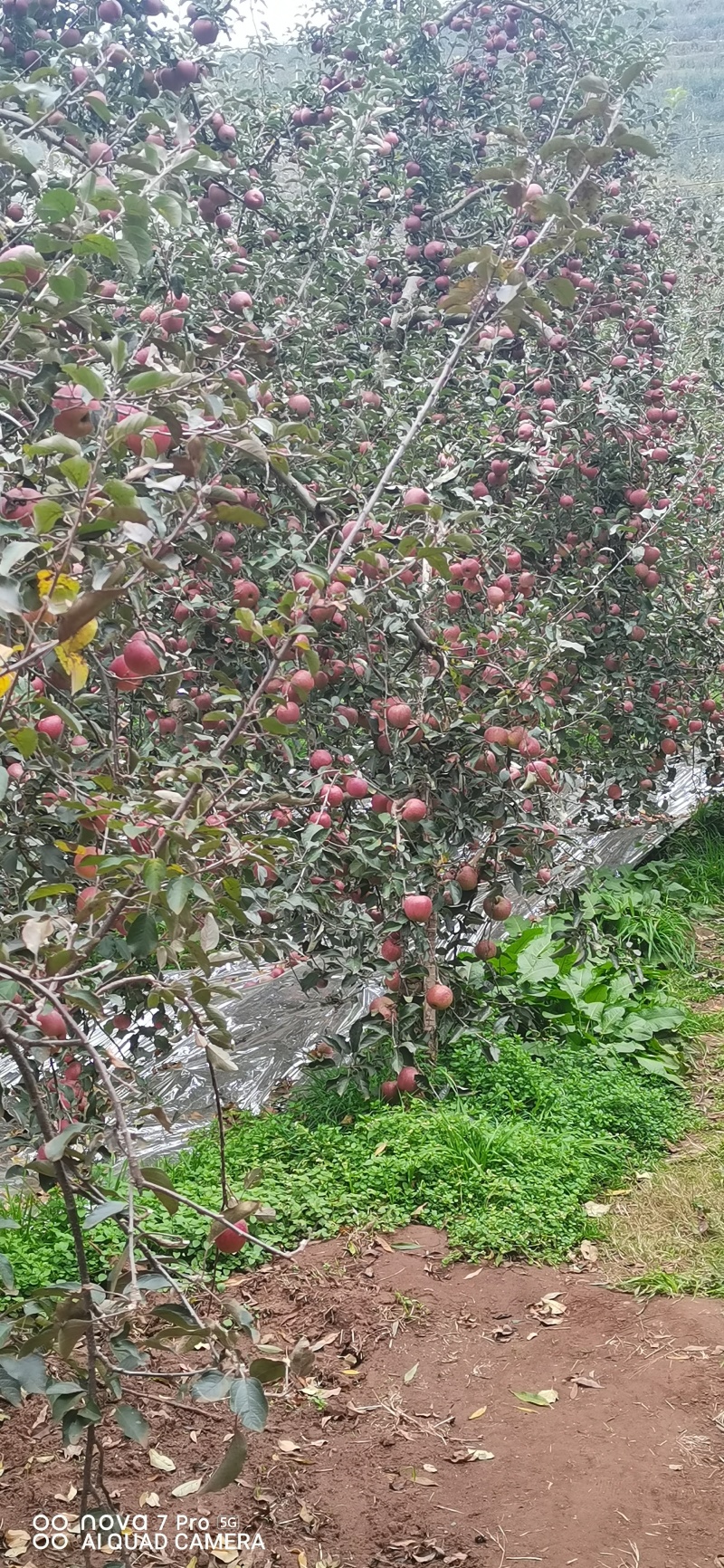 昭通糖心丑苹果