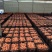 脐橙湖南纽荷尔脐橙价格实惠欢迎联系供全国市场批发